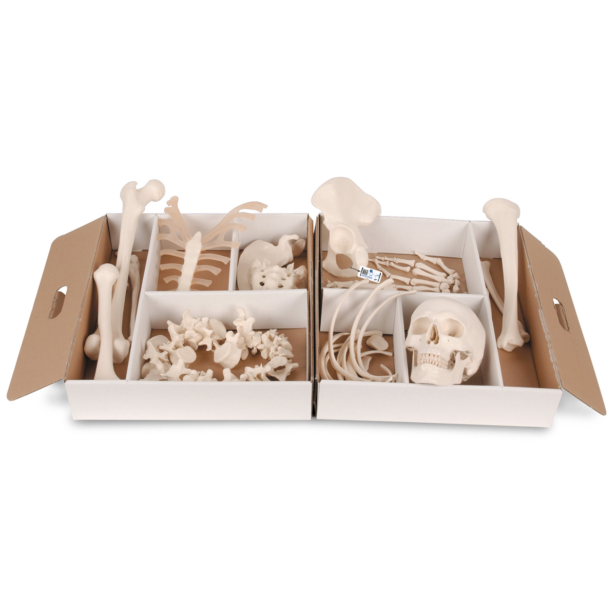 Unmontiertes halbes Skelett Modell, Knochen von Hand & Fuß auf Draht, Lebensgroß - 3B Smart Anatomy, Bestellnummer 1020155, A04, 3B Scientific