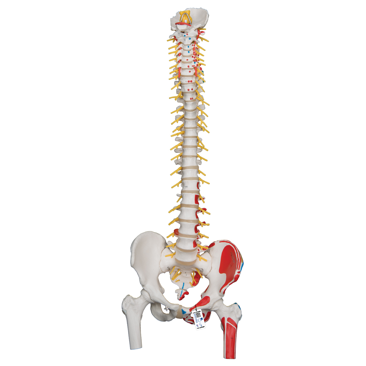 Deluxe Flexible Spine Model with Femur Heads, Painted Muscles Sacral Opening - 3B Smart Anatomy