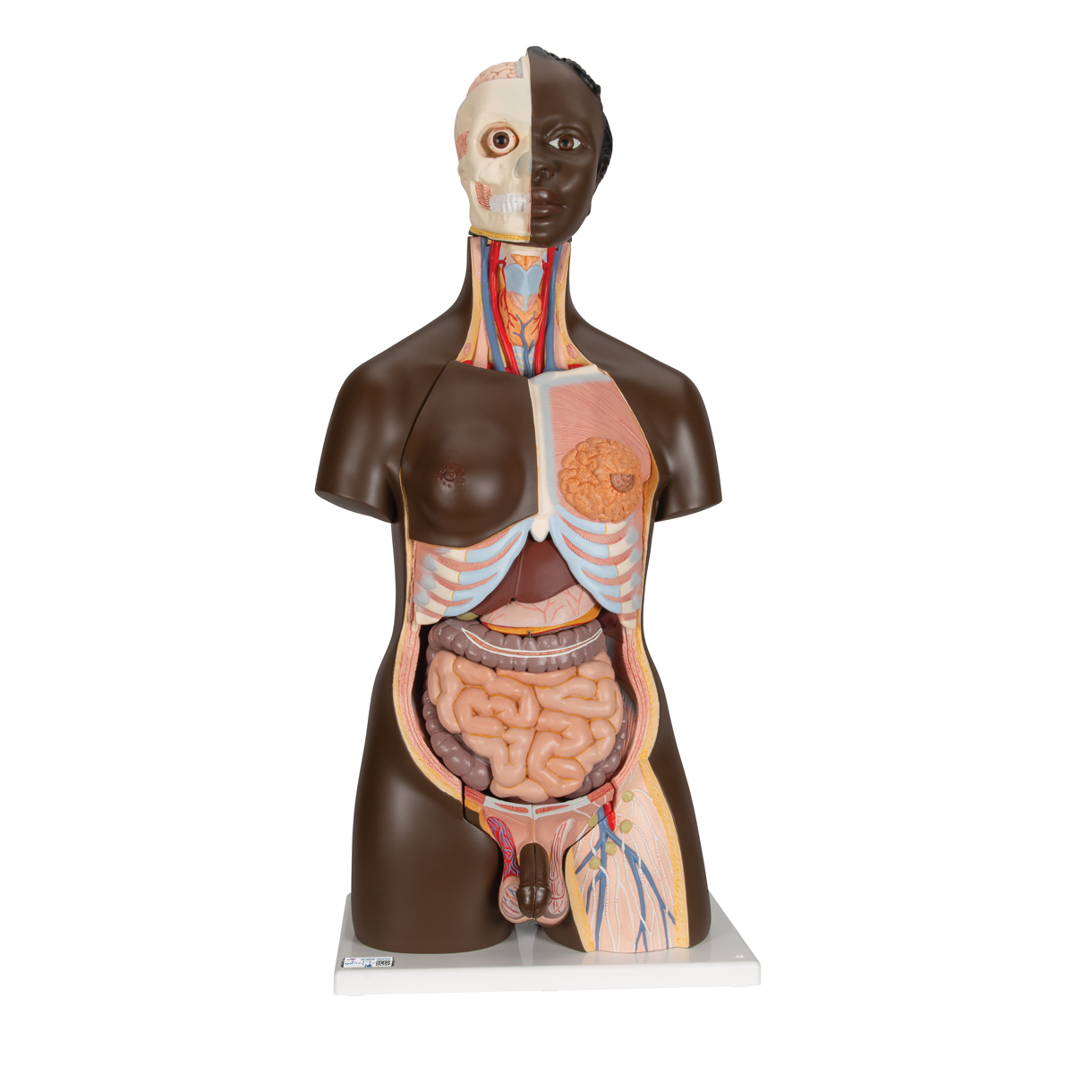 Torso Model, mit weiblichen & männlichen Geschlechtsorganen, 24-teilig - dunkle Hautfarbe - 3B Smart Anatomy, Bestellnummer 1000202, B37, 3B Scientific