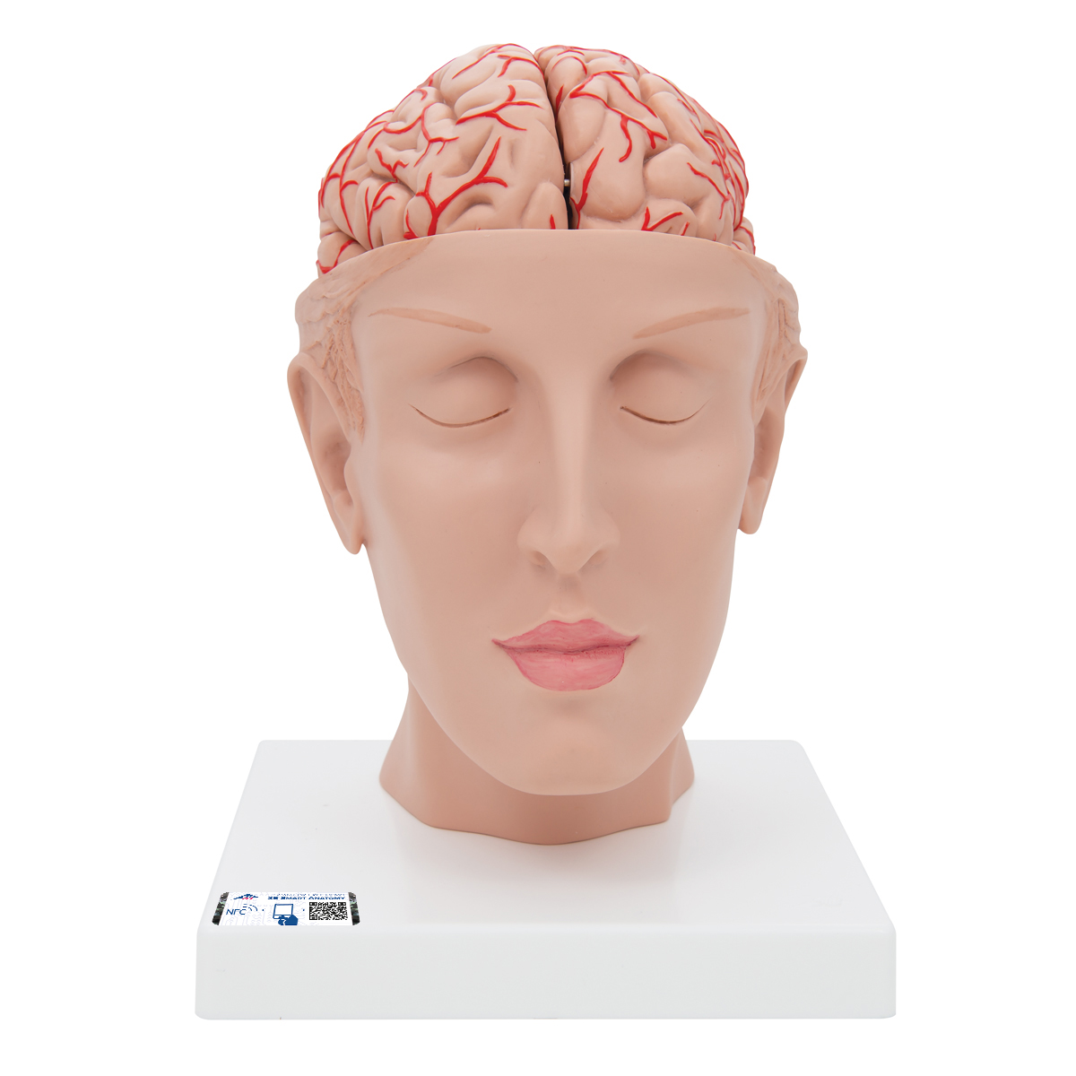 Menschliches Gehirnmodell mit Arterien auf Kopfbasis, 8-teilig - 3B Smart Anatomy, Bestellnummer 1017869, C25, 3B Scientific