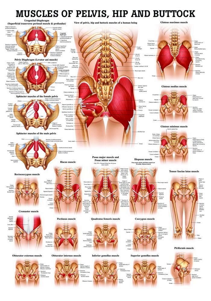 Muscles of Pelvis Hip Buttock, englisch, 50x70 cm, laminiert, Bestellnummer PO53e/L, Rüdiger-Anatomie