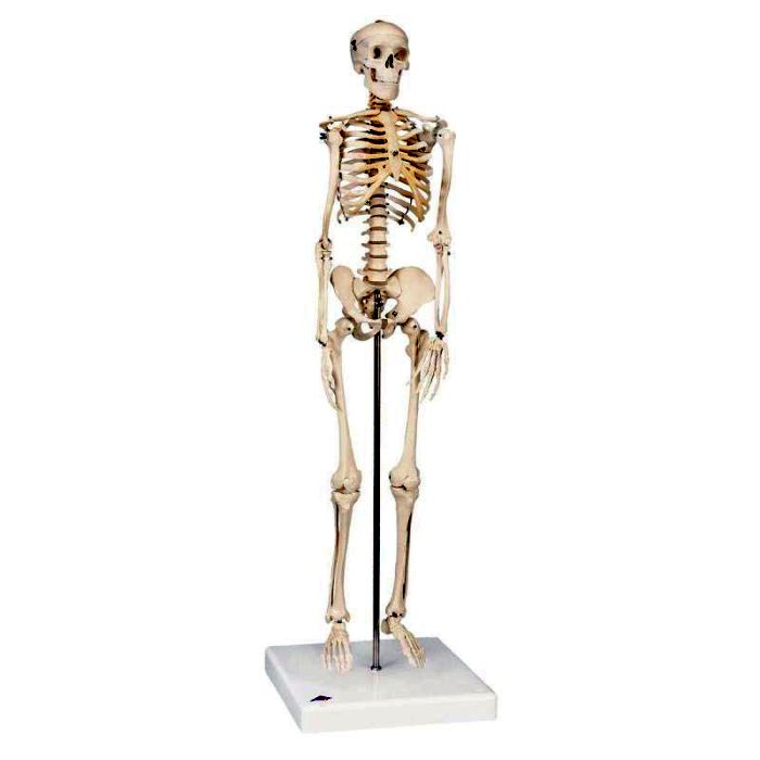 Mini-Skelett Shorty, auf Sockel, Bestellnummer 1000039, A18, 3B Scientific