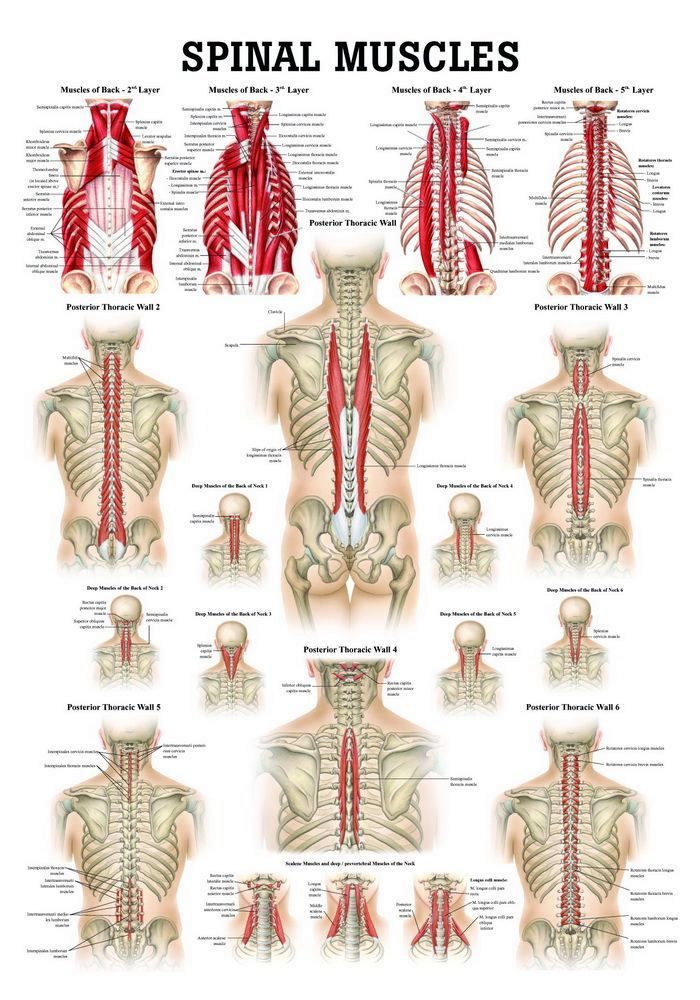 Muscles of Spine, englisch, 50x70 cm, laminiert, Bestellnummer PO49/E/L, Rüdiger-Anatomie