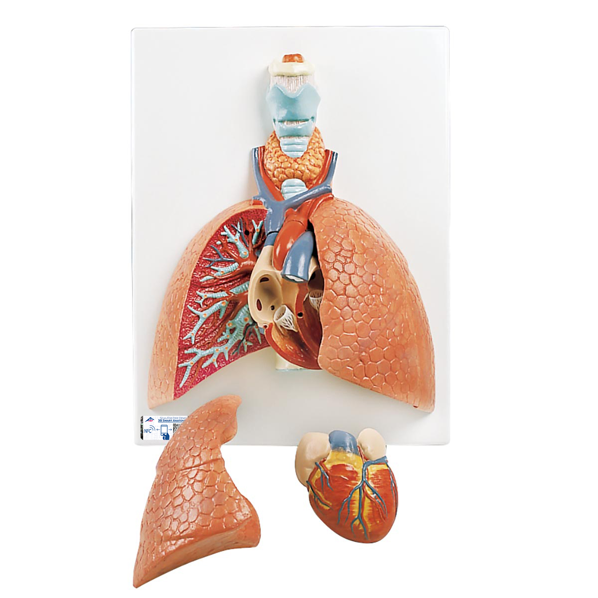 Lungenmodell mit Kehlkopf, 5-teilig - 3B Smart Anatomy, Bestellnummer 1001243, VC243, 3B Scientific