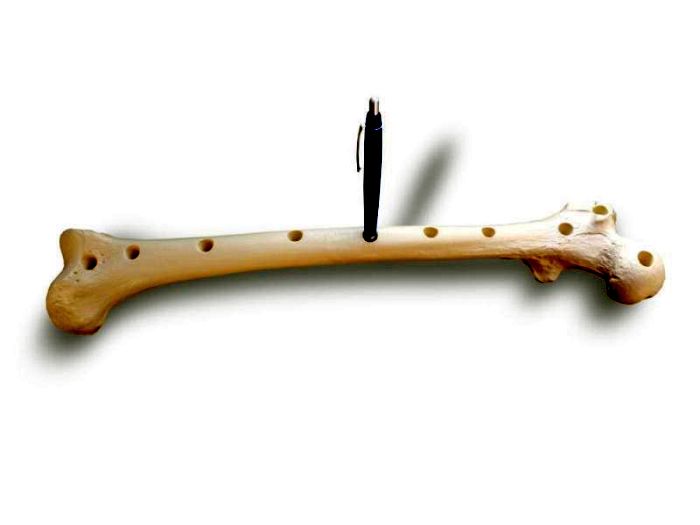 Stifthalter ganzer Oberschenkel (Femur, lebensgroß), Bestellnummer AN23, Rüdiger-Anatomie