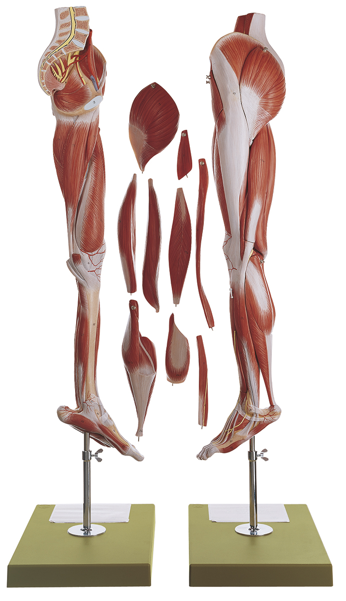 Muskelbein mit Beckenansatz, Bestellnummer NS 10, SOMSO-Modelle