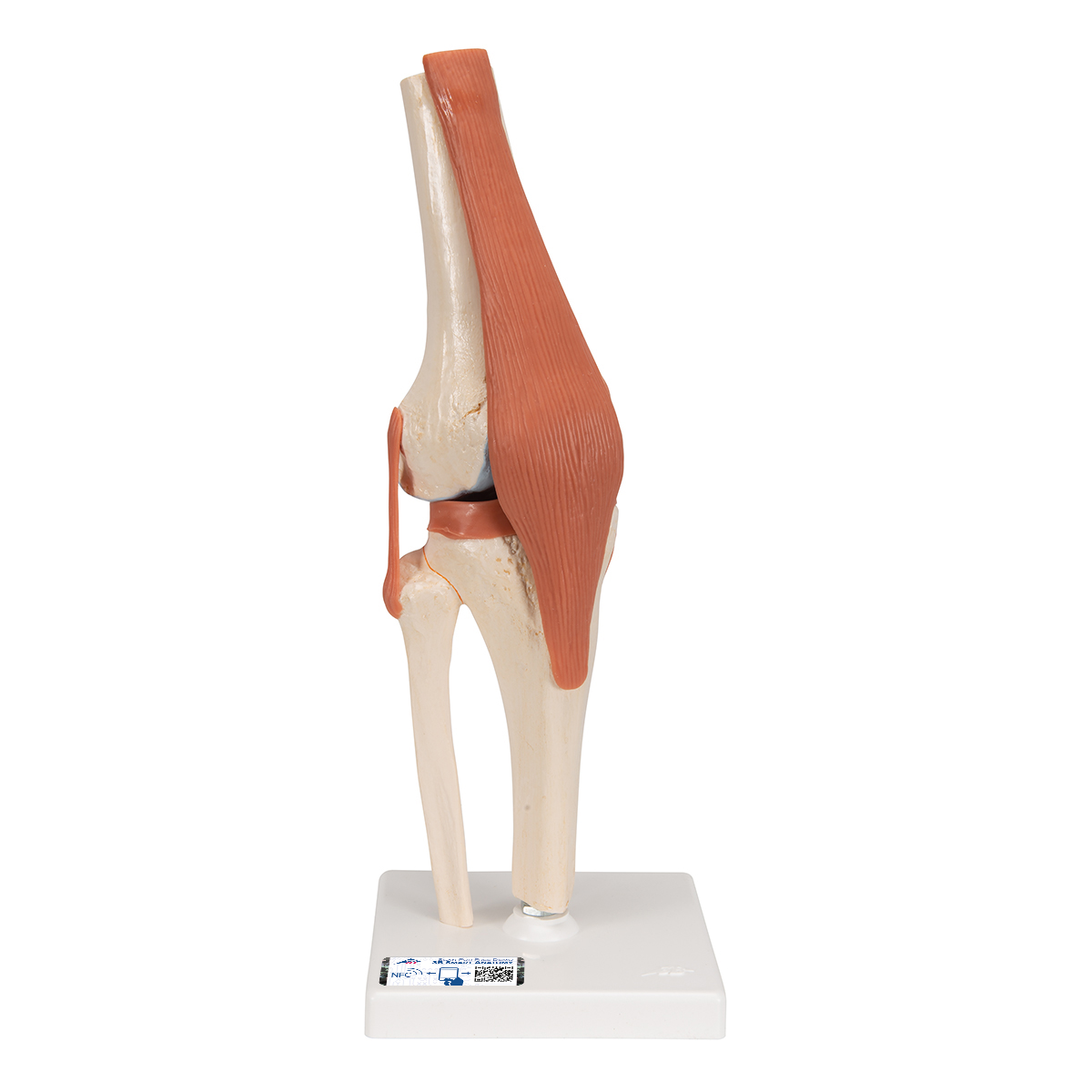 Funktionales Kniegelenkmodell "Luxus" mit Bändern - 3B Smart Anatomy, Bestellnummer 1000164, A82/1, 3B Scientific