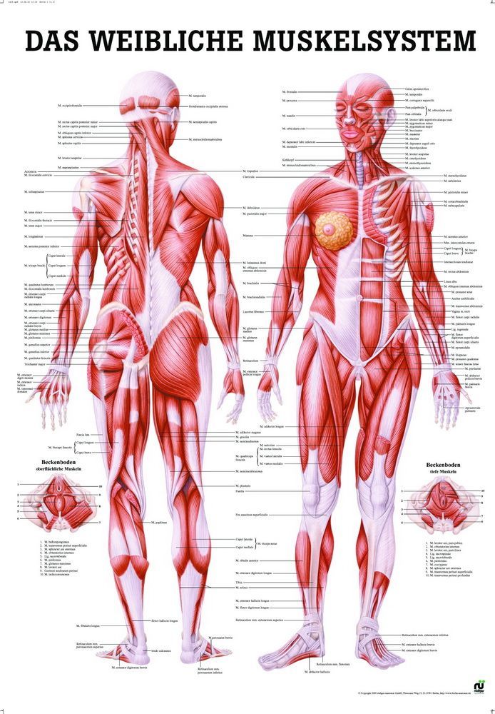Weibliches Muskelsystem, 50x70 cm, Papier, Bestellnummer PO35, Rüdiger-Anatomie