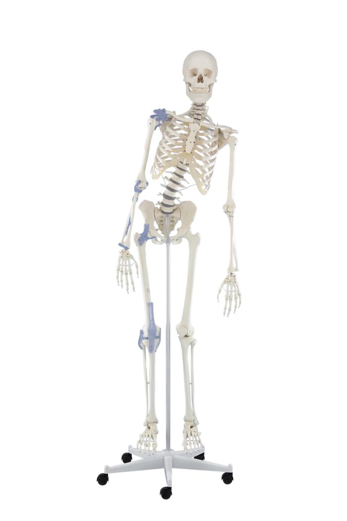 Skelett Toni beweglich, mit Bandapparat, Bestellnummer 3013, Erler-Zimmer