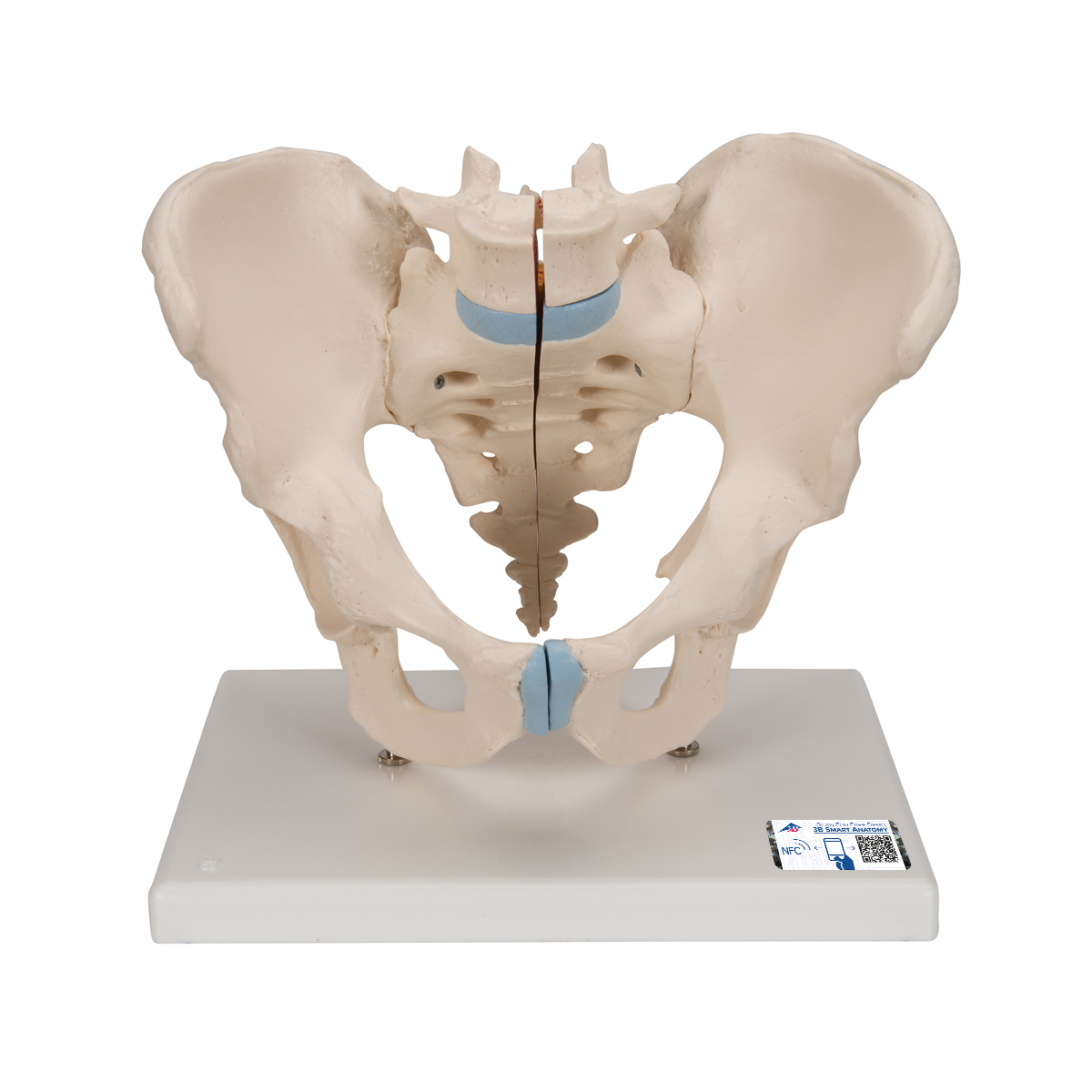 Männliches Becken Modell, 3-teilig - 3B Smart Anatomy, Bestellnummer 1013026, H21/1, 3B Scientific