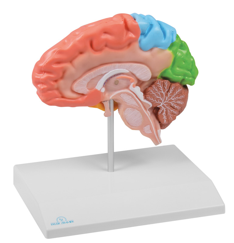 Gehirnhälfte, regional, lebensgroß - EZ Augmented Anatomy, Bestellnummer C921, Erler-Zimmer