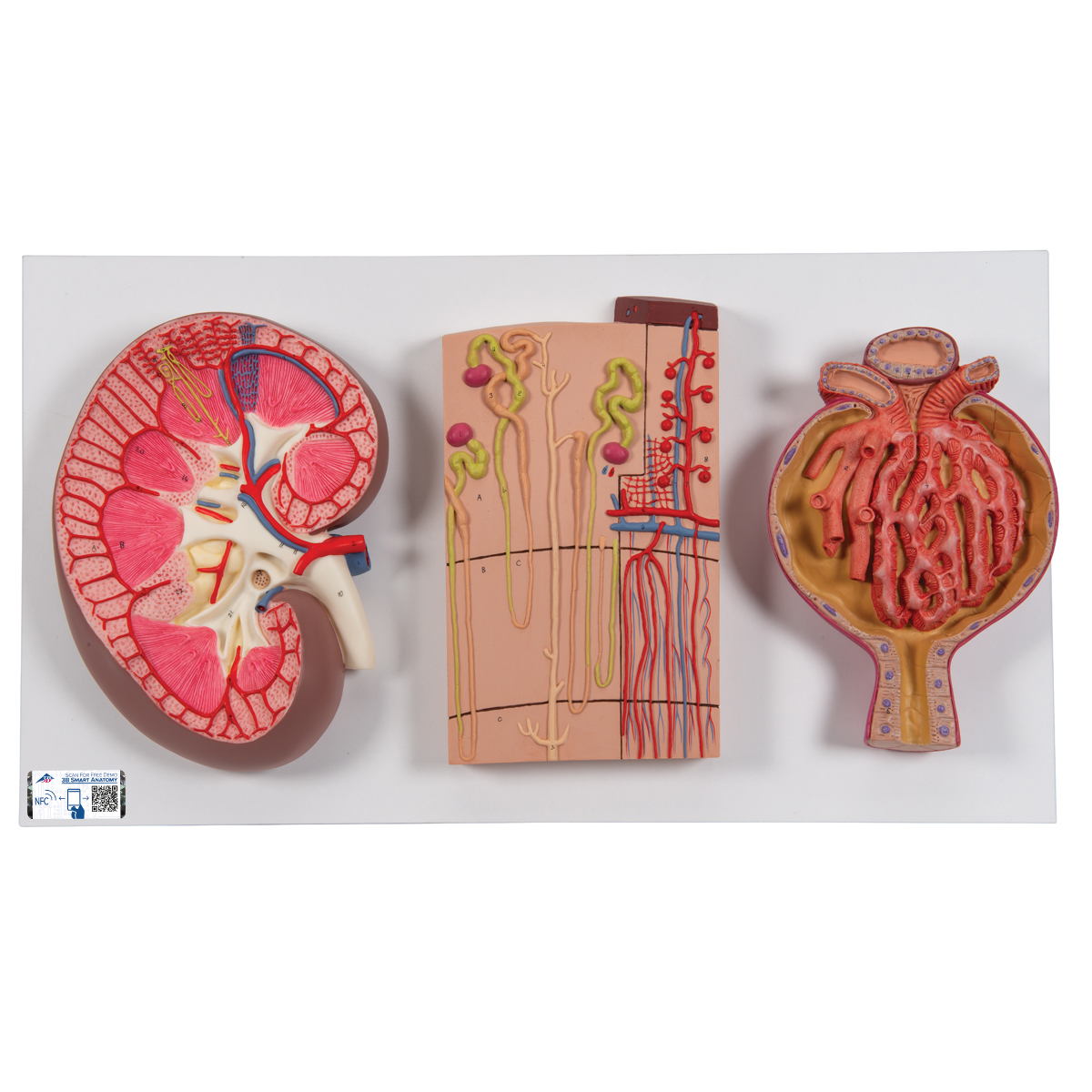 Modell Serie mit Nierenschnitt, Nephron, Blutgefäßen & Nierenkörperchen - 3B Smart Anatomy, Bestellnummer 1000299, K11, 3B Scientific