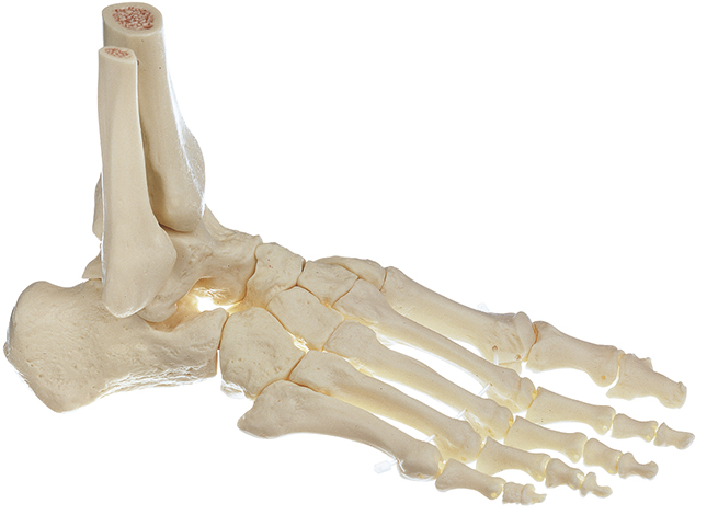 Fuss-Skelett, rechts (bewegliche Gelenke), Bestellnummer QS 22/5, SOMSO-Modelle