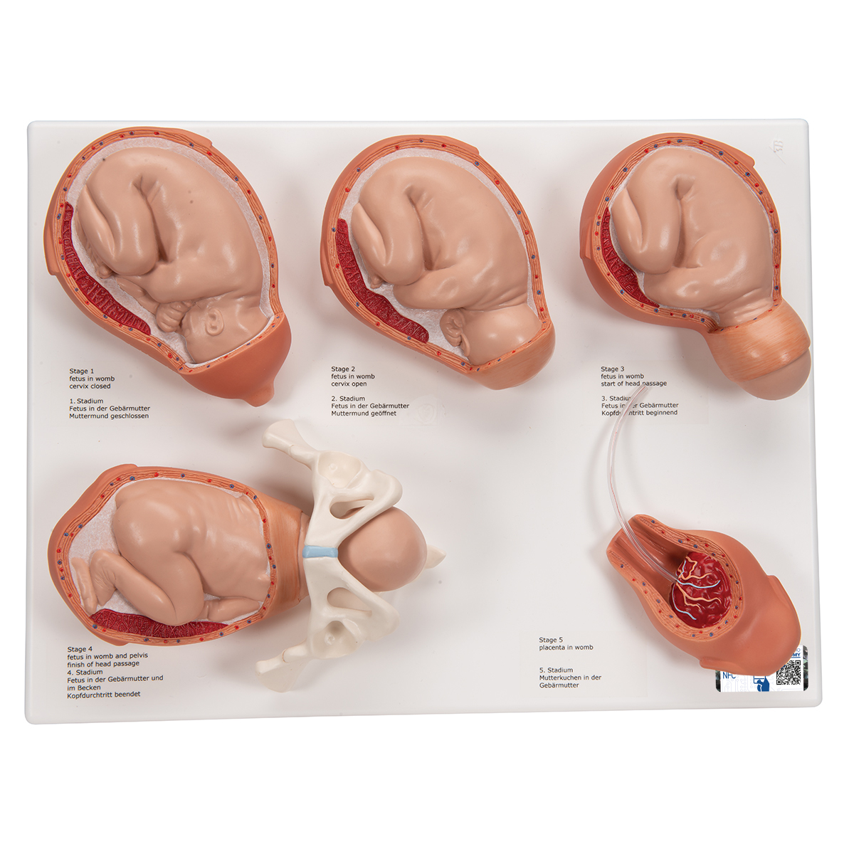 Geburtsstadien Modell - 3B Smart Anatomy, Bestellnummer 1001259, VG393, 3B Scientific