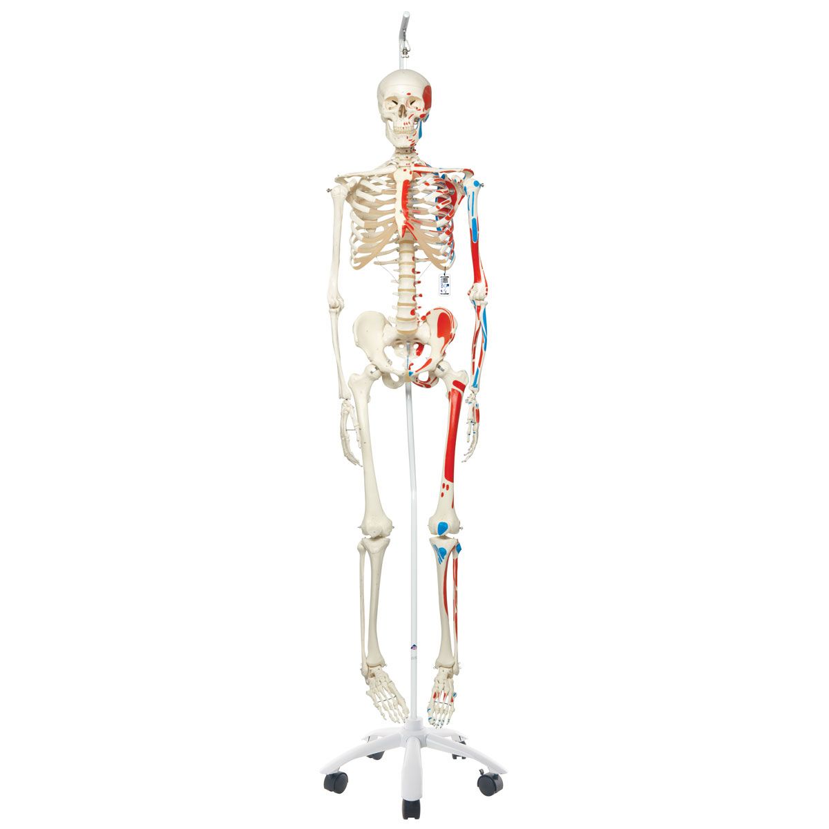 Menschliches Skelett Modell "Max", lebensgroß mit Muskeldarstellung, an Metallhängestativ mit Rollen - 3B Smart Anatomy