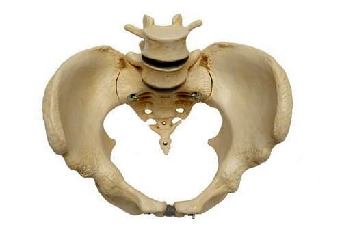 Beckenskelett, weiblich, mit 2 Wirbeln, schwer, Bestellnummer A219, Rüdiger-Anatomie
