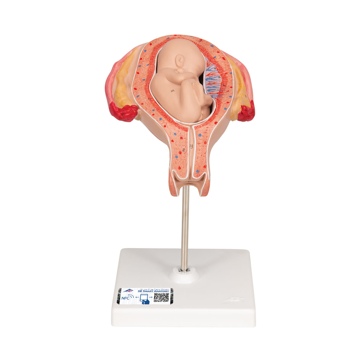 Fetus Modell, 5. Monat, Steißlage - 3B Smart Anatomy, Bestellnummer 1018630, L10/5, 3B Scientific