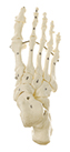 Fuss-Skelett (Drahtmontage), Bestellnummer QS 24, SOMSO-Modelle