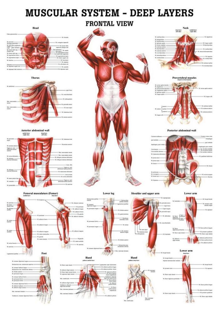 Deep Muscles, Anterior Sight, englisch, 70x100 cm, Papier, Bestellnummer CH36, Rüdiger-Anatomie