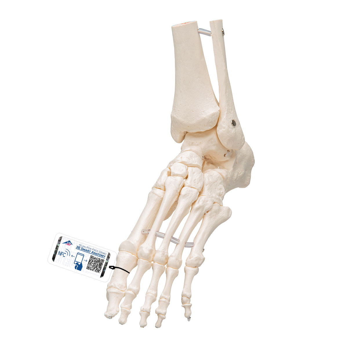 Fußskelett Modell mit Schienbein- und Wadenbeinstumpf, elastisch montiert - 3B Smart Anatomy, Bestellnummer 1019358, A31/1, 3B Scientific