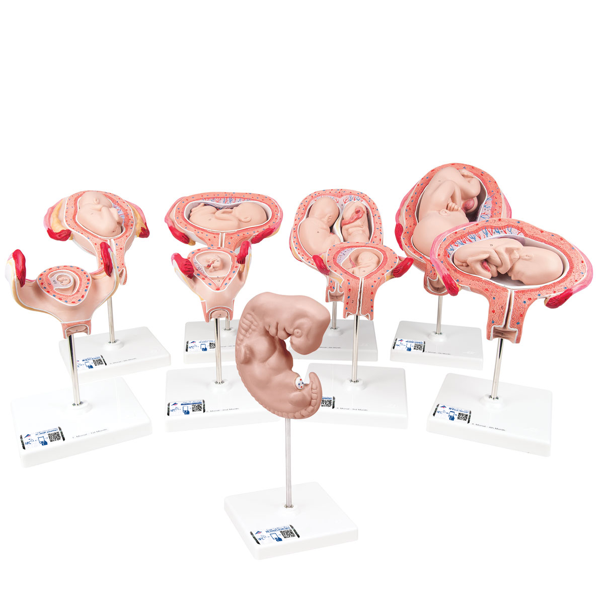 Schwangerschaftsmodell Serie, 9 Modelle - 3B Smart Anatomy, Bestellnummer 1018628, L11, 3B Scientific