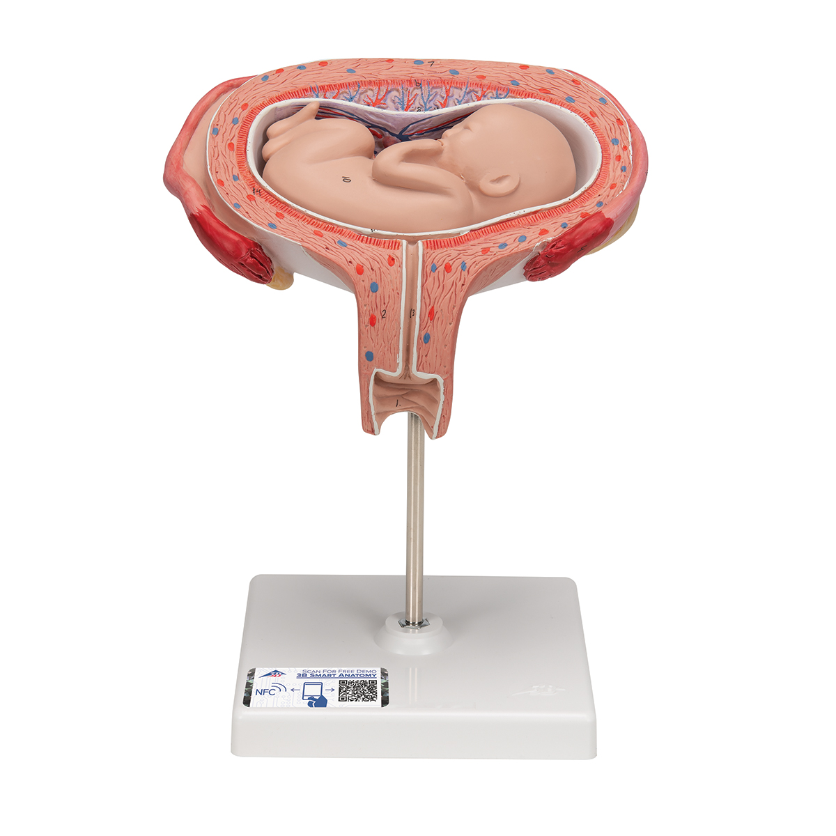 Fetus Modell, 5. Monat, Rückenlage - 3B Smart Anatomy, Bestellnummer 1000327, L10/6, 3B Scientific