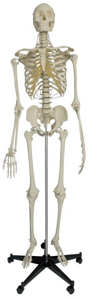 Spezial-Skelett für besonders hohe Beanspruchung, schwer, Bestellnummer A205, Rüdiger-Anatomie