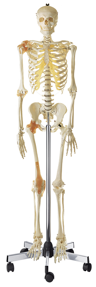 Künstliches Homo-Skelett, Bestellnummer QS 10/6, SOMSO-Modelle