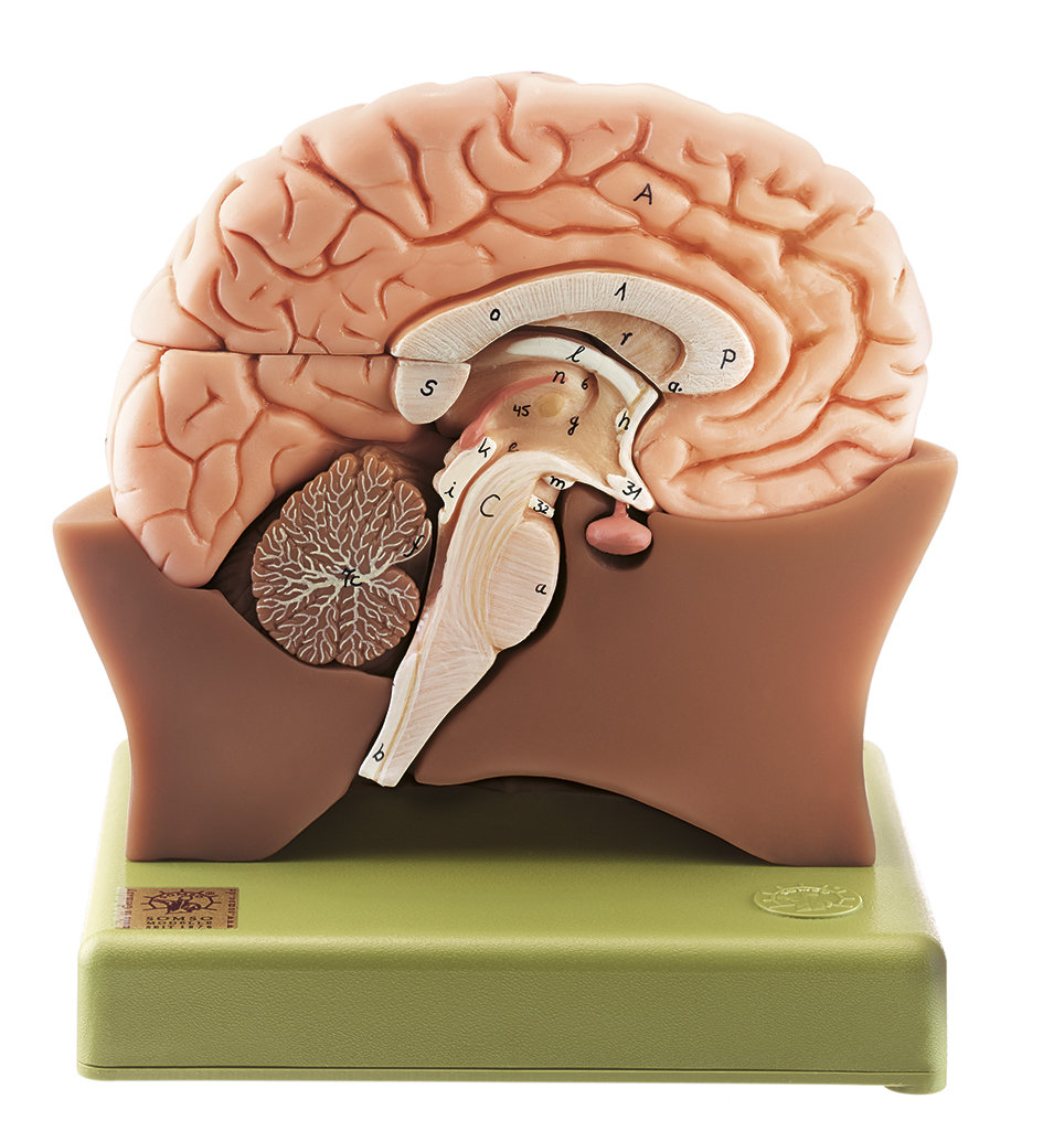 Gehirnhälfte, Bestellnummer BS 20/1, SOMSO-Modelle