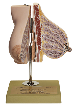 Brustdrüse einer stillenden Frau, Bestellnummer MS 7/1, SOMSO-Modelle