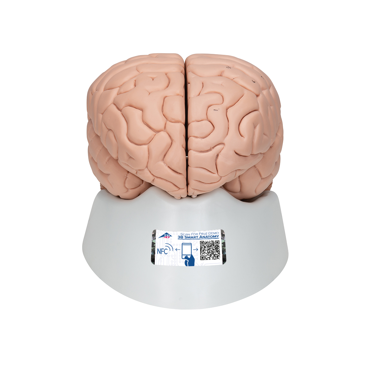 Menschliches Gehirnmodell, 8-teilig - 3B Smart Anatomy, Bestellnummer 1000225, C17, 3B Scientific
