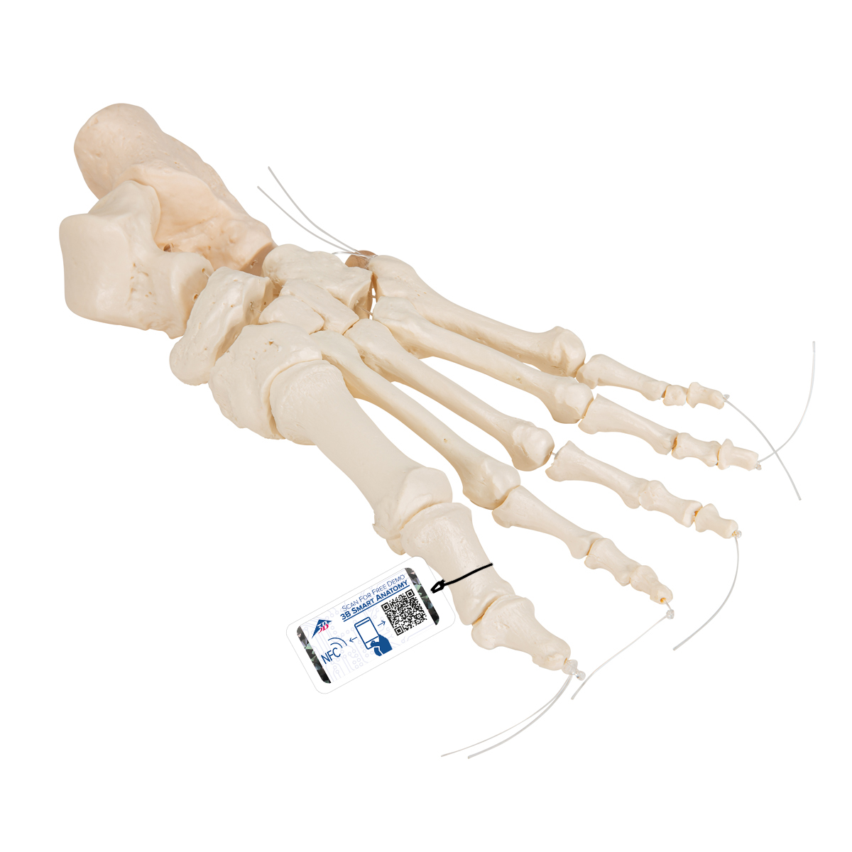 Fußskelett Model, lose auf Nylon gezogen - 3B Smart Anatomy, Bestellnummer 1019356, A30/2, 3B Scientific