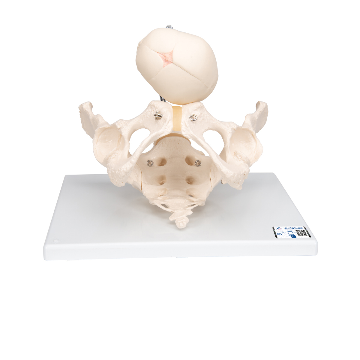 Becken Modell zur Demonstration der Geburt - 3B Smart Anatomy, Bestellnummer 1000334, L30, 3B Scientific