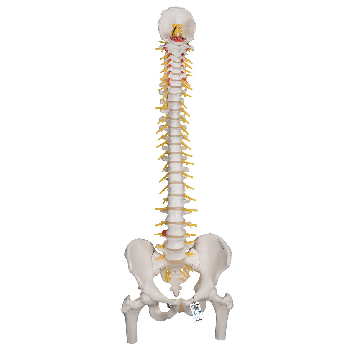 Deluxe Flexible Human Spine Model with Femur Heads & Sacral Opening - 3B Smart Anatomy