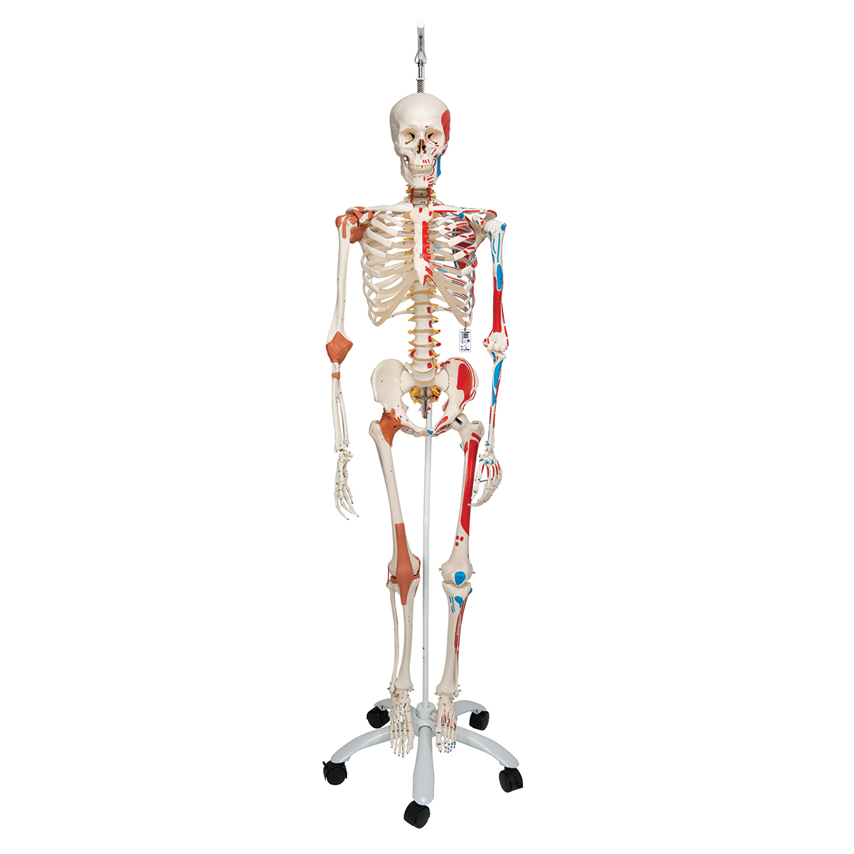 Human Skeleton Model Sam on Hanging Stand with Muscle Ligaments - 3B Smart Anatomy