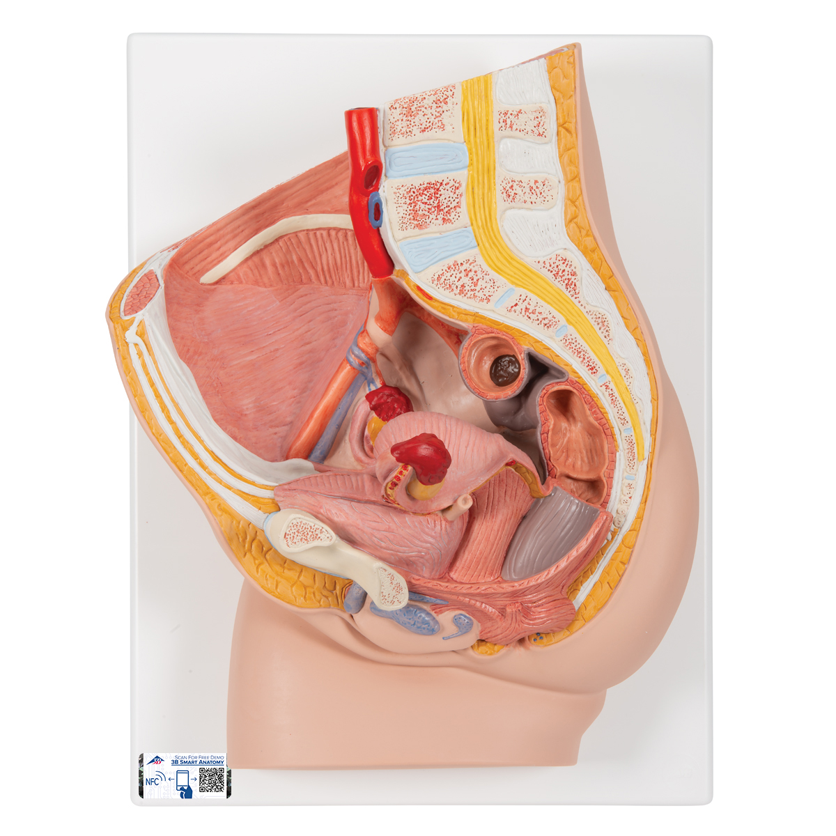 Weibliches Becken Modell, 2-teilig - 3B Smart Anatomy, Bestellnummer 1000281, H10, 3B Scientific