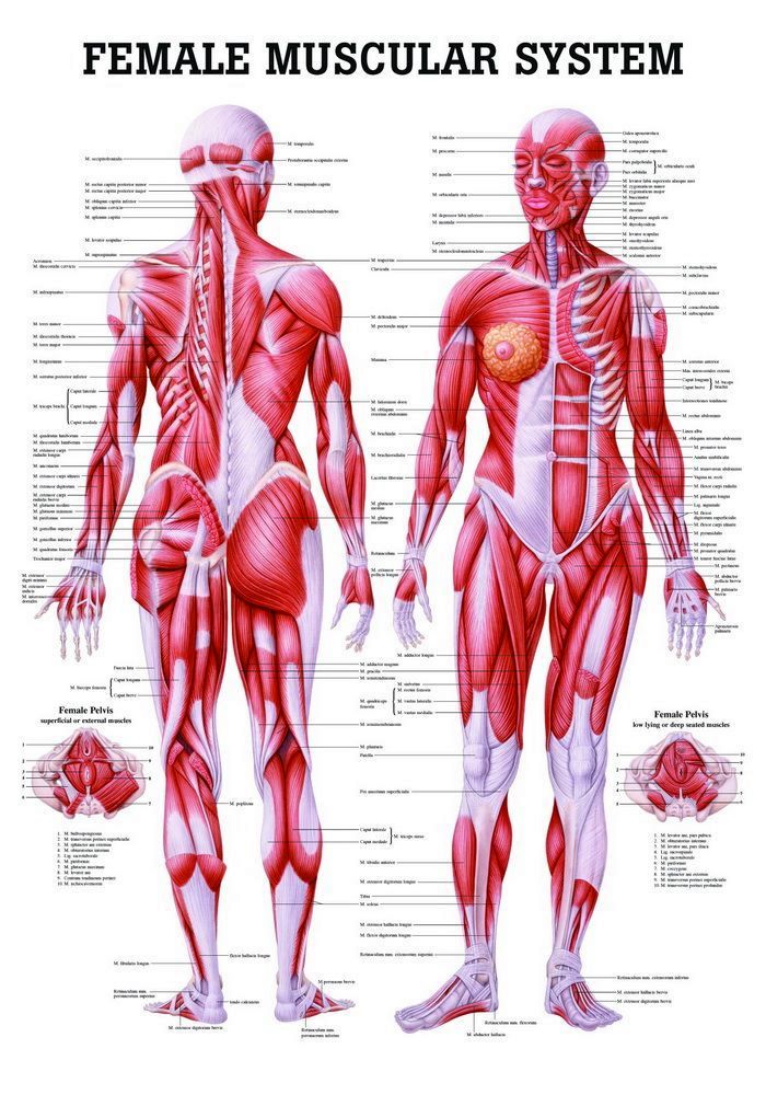 Female Muscular System, englisch, 70x100 cm, laminiert, Bestellnummer CH35/L, Rüdiger-Anatomie