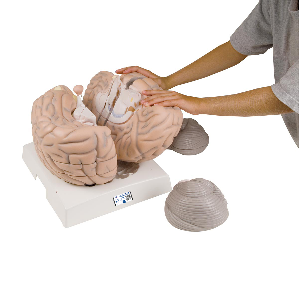 Mega-Gehirnmodell,2,5-fache Größe, 14-teilig - 3B Smart Anatomy, Bestellnummer 1001261, VH409, 3B Scientific