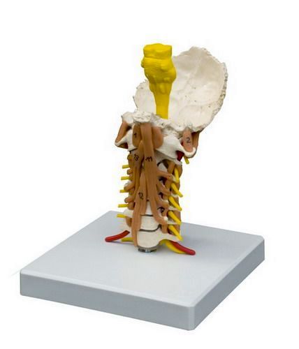 Halswirbelsäule mit Halsmuskulatur, schwer, Bestellnummer A213.7, Rüdiger-Anatomie