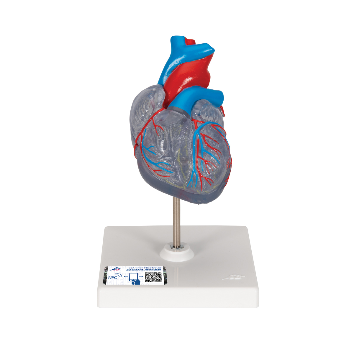 Herzmodell "Klassik" mit Reizleitungssystem, 2 teilig - 3B Smart Anatomy, Bestellnummer 1019311, G08/3, 3B Scientific