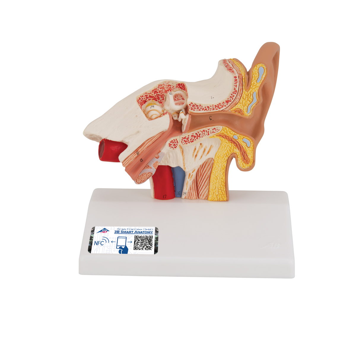 Schreibtischmodell des Ohrs, 1,5-fache Größe - 3B Smart Anatomy, Bestellnummer 1000252, E12, 3B Scientific
