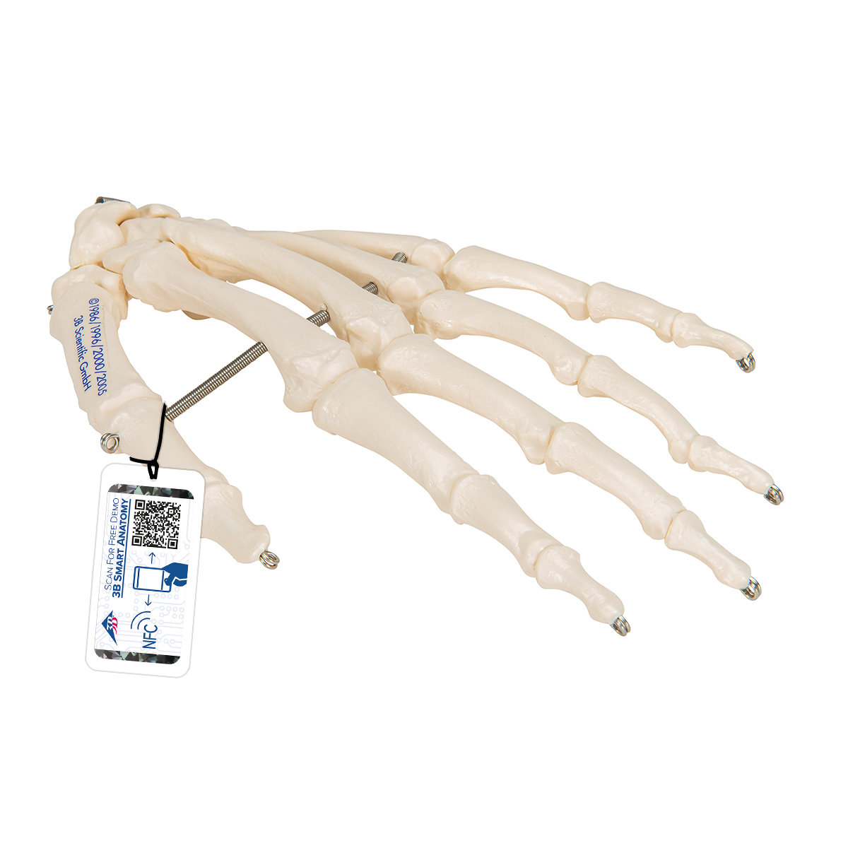 Handskelett Modell, auf Draht gezogen - 3B Smart Anatomy, Bestellnummer 1019367, A40, 3B Scientific