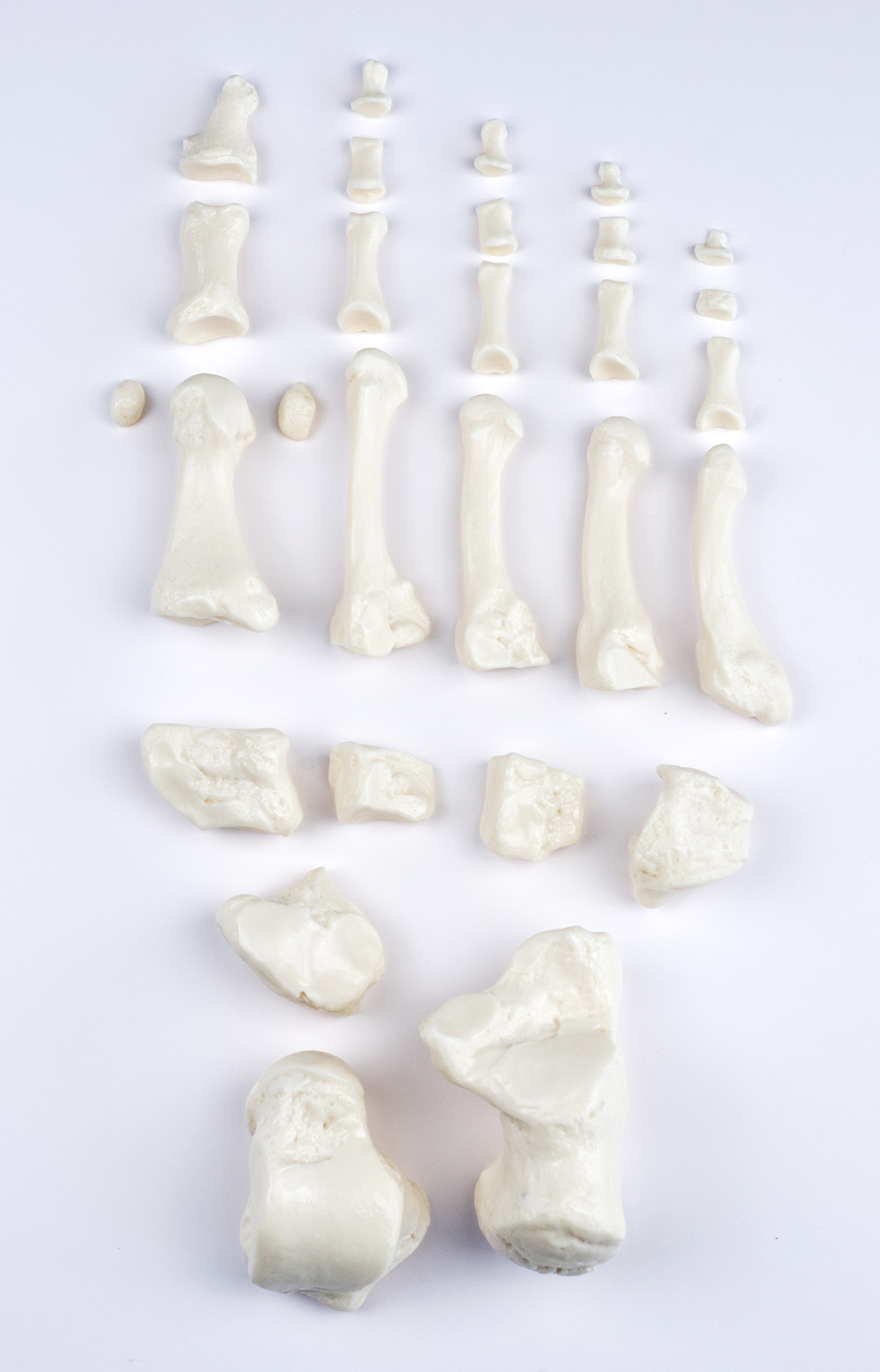 Fußknochen, Bestellnummer QS 19/10, SOMSO-Modelle