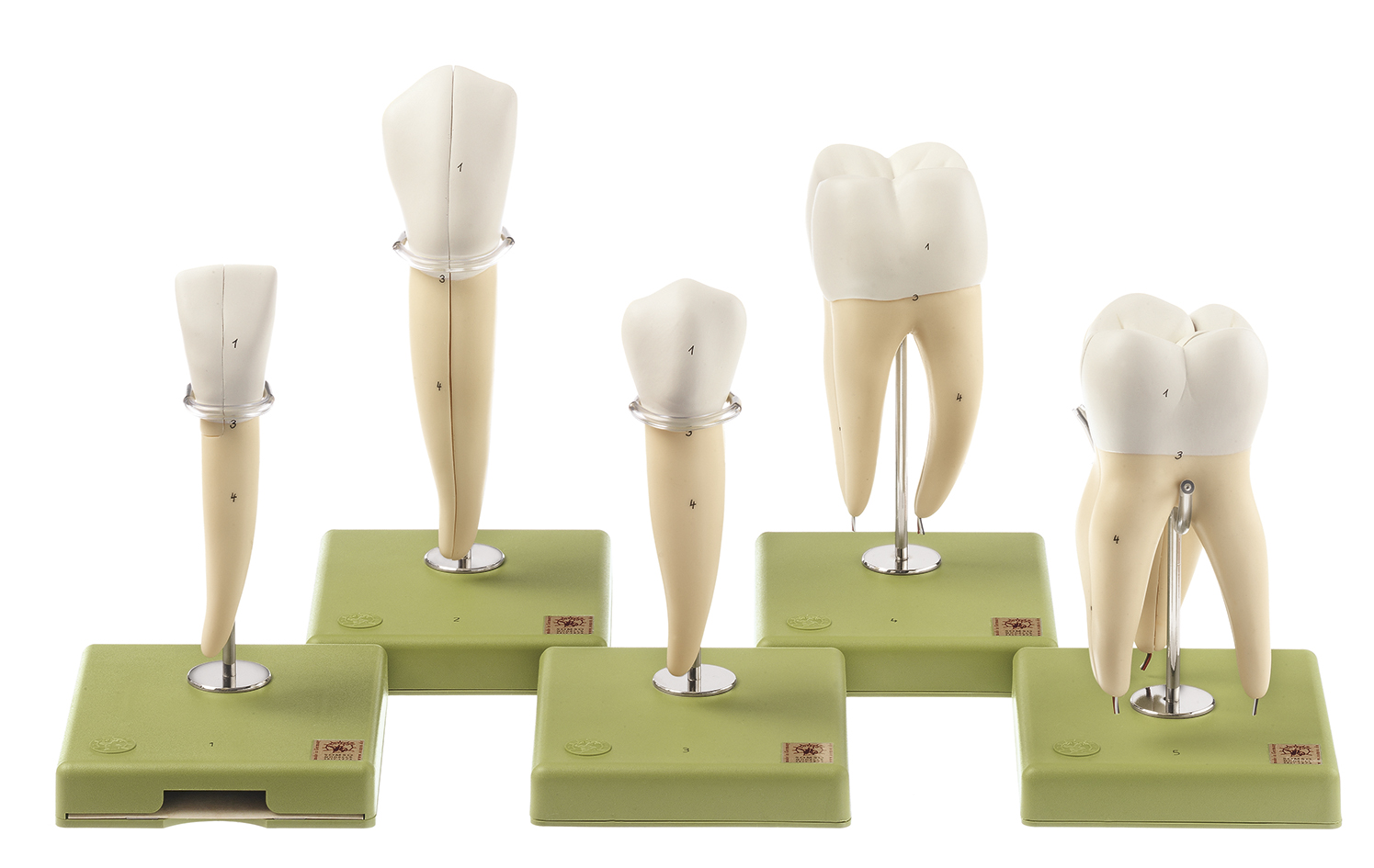 Fünf Zahnmodelle, Bestellnummer ES 11, SOMSO-Modelle