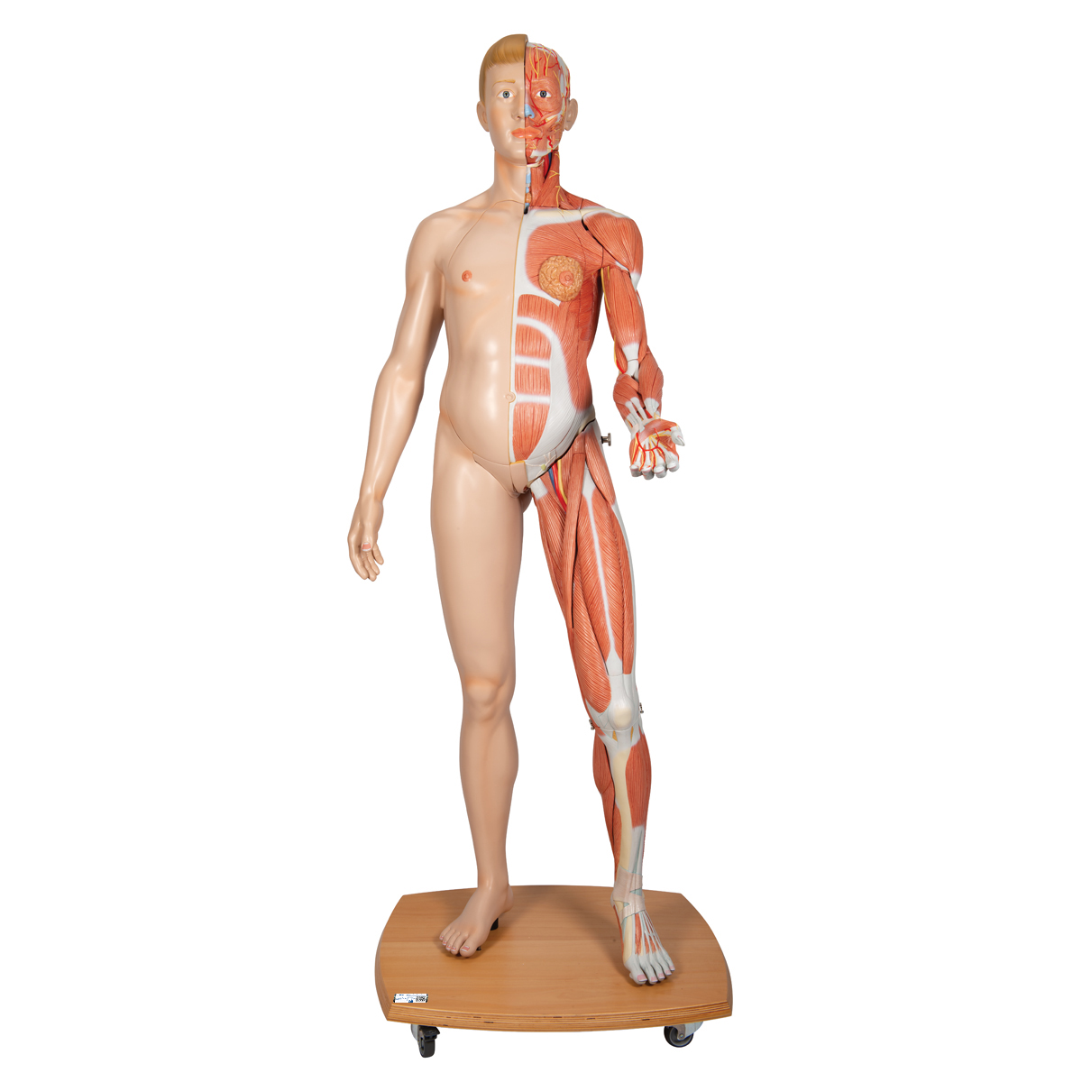 Lebensgroße, europäische Muskelfigur, mit weiblichen & männlichen Geschlechtsorganen, 39-teilig - 3B Smart Anatomy, Bestellnummer 1000209, B53, 3B Scientific