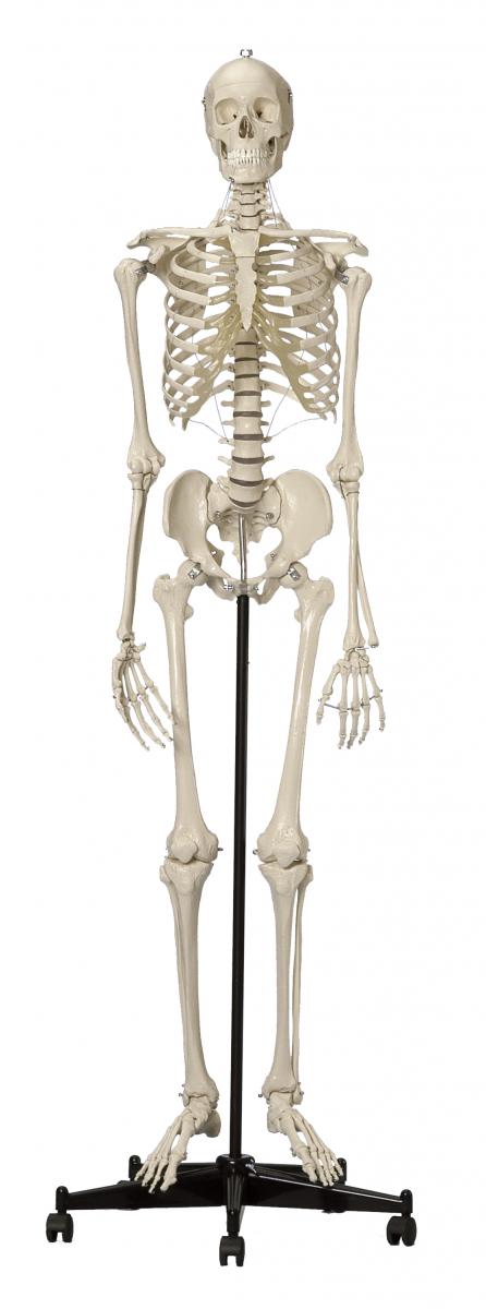 Homo-Skelett, Standard, hochwertige Ausführung, schwer, Bestellnummer A200, Rüdiger-Anatomie