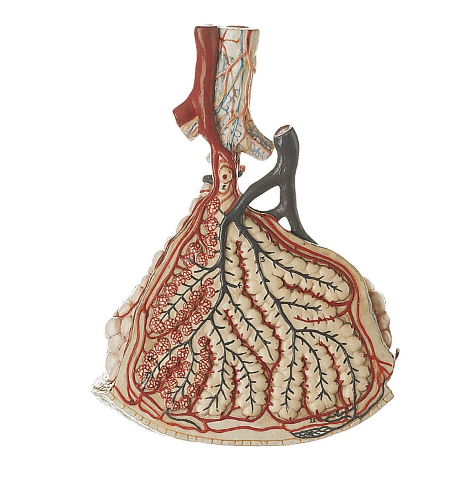 Lungenläppchen mit Zusatzmodell Lungenalveolen, Bestellnummer HS 23, SOMSO-Modelle