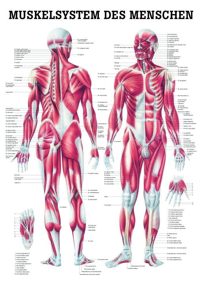 Muskel-System, 23x33 cm, laminiert, Bestellnummer MIPOTA04/L, Rüdiger-Anatomie