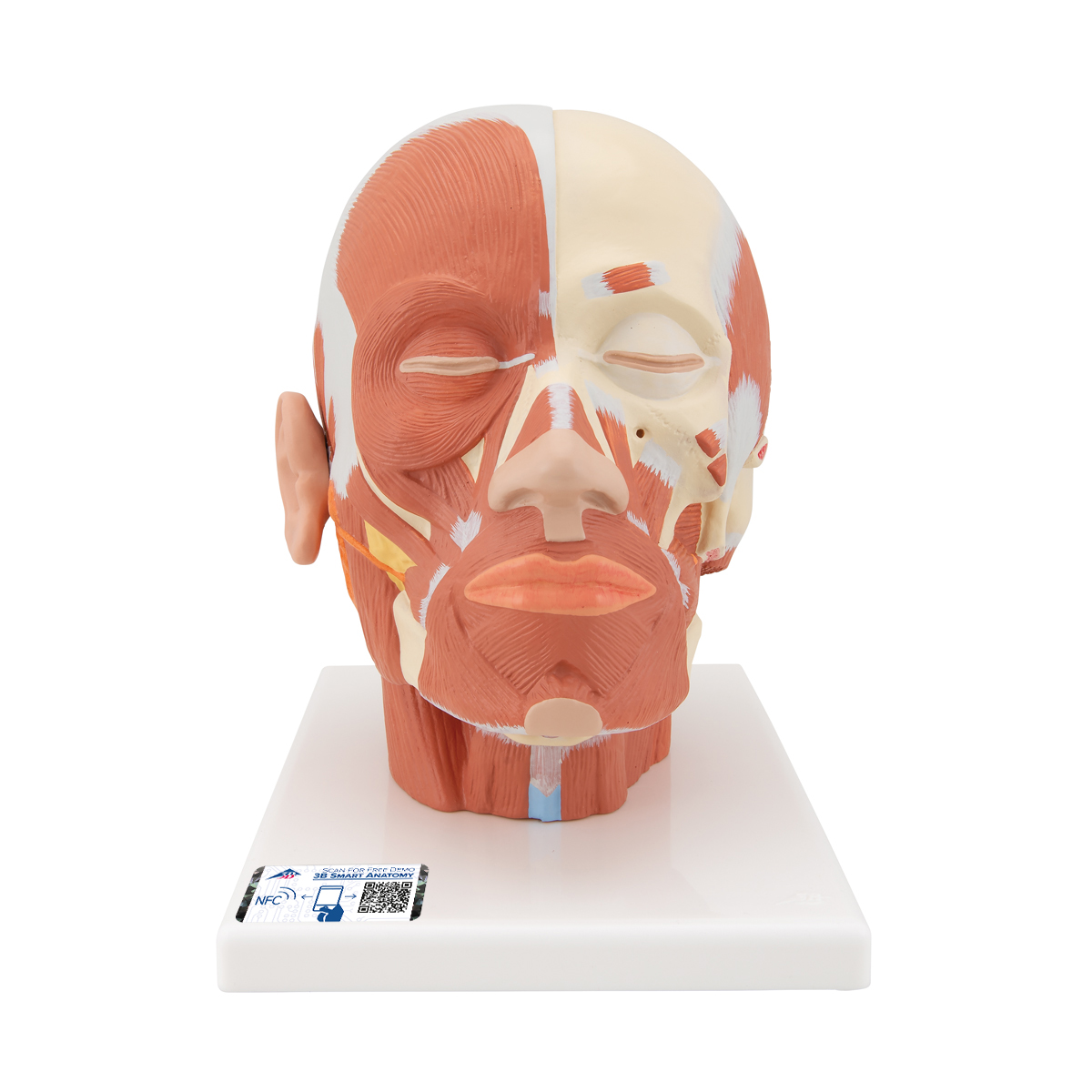 Kopfmodell mit Muskulatur - 3B Smart Anatomy, Bestellnummer 1001239, VB127, 3B Scientific