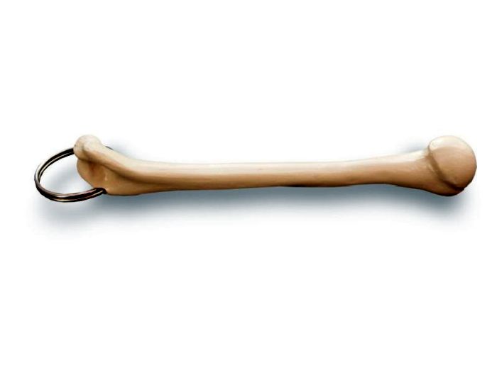 Oberarmknochen Anhänger, Bestellnummer AN31, Rüdiger-Anatomie